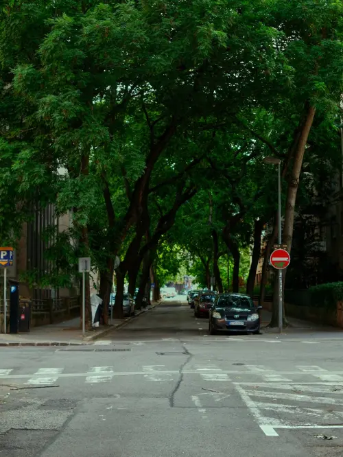 Foggia, progetto da 688mila euro per il verde urbano di Viale della Repubblica