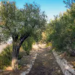 Xylella, nuove misure obbligatorie in Puglia per il controllo degli insetti vettori