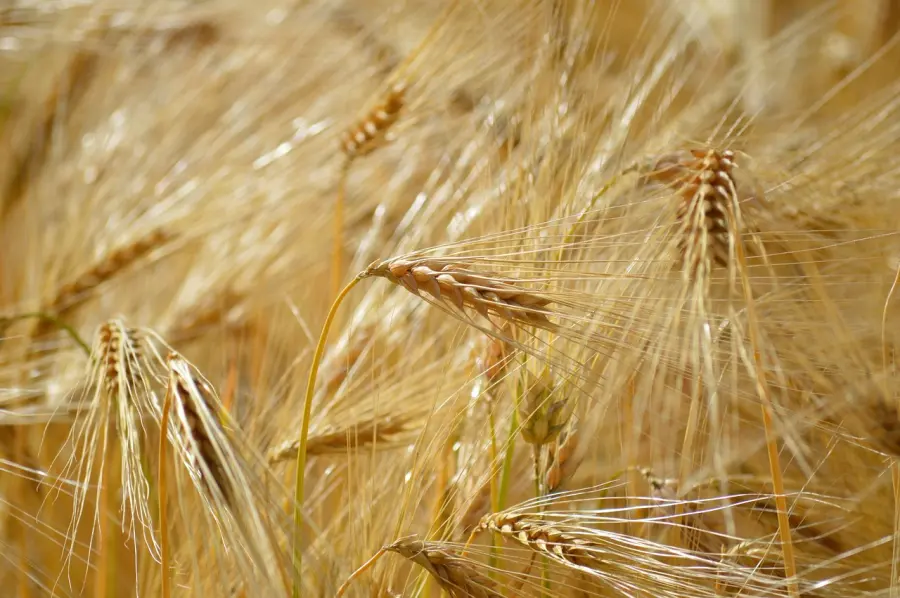 Agricoltura pugliese in difficoltà: fertilizzanti e carburanti alle stelle per la crisi in Medio Oriente