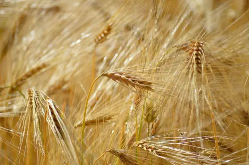 Agricoltura pugliese in difficoltà: fertilizzanti e carburanti alle stelle per la crisi in Medio Oriente