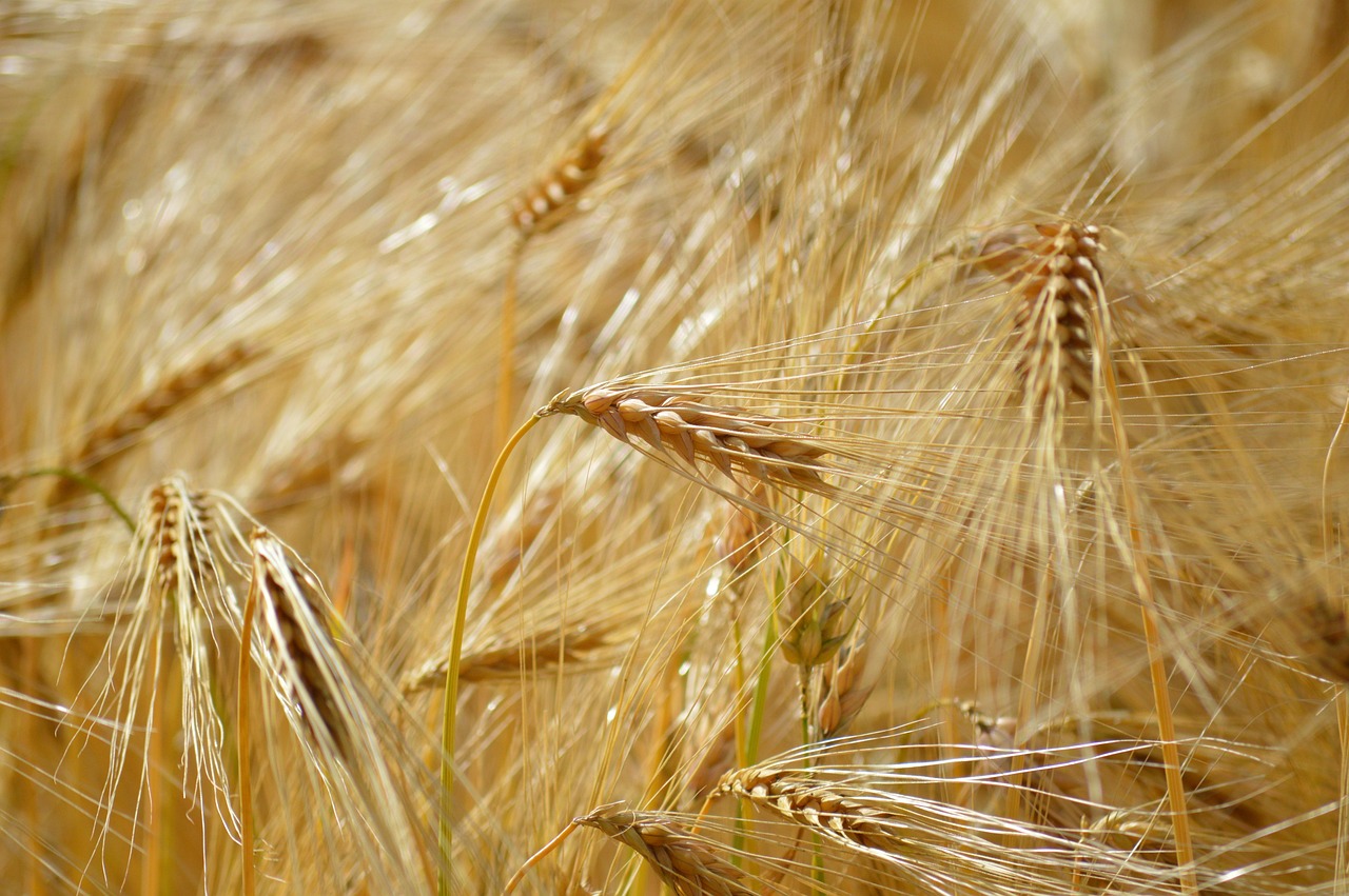 Agricoltura pugliese in difficoltà: fertilizzanti e carburanti alle stelle per la crisi in Medio Oriente