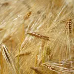 Agricoltura pugliese in difficoltà: fertilizzanti e carburanti alle stelle per la crisi in Medio Oriente