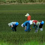 Biologico in Puglia, Confagricoltura chiede un nuovo bando per non lasciare indietro le aziende pioniere
